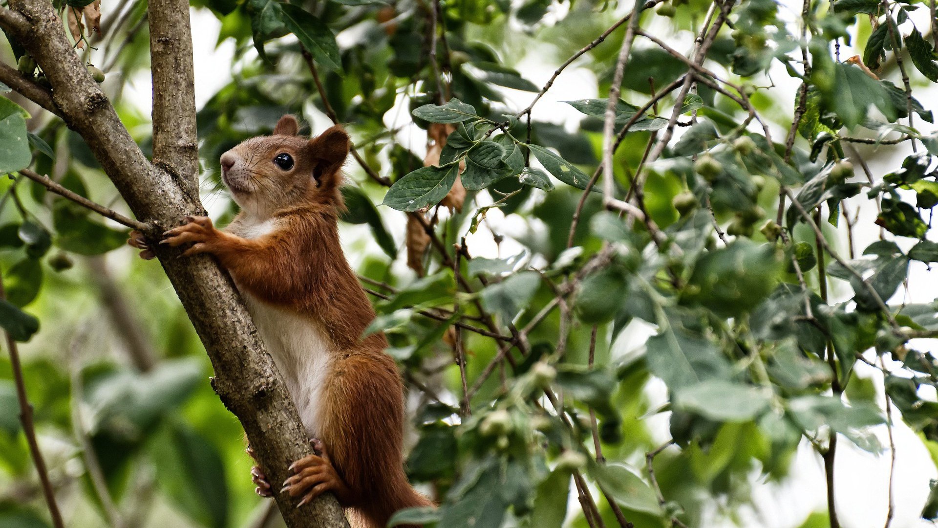 防御铁幕与王者权杖，从快船压制太阳到浓眉总决赛接管比赛