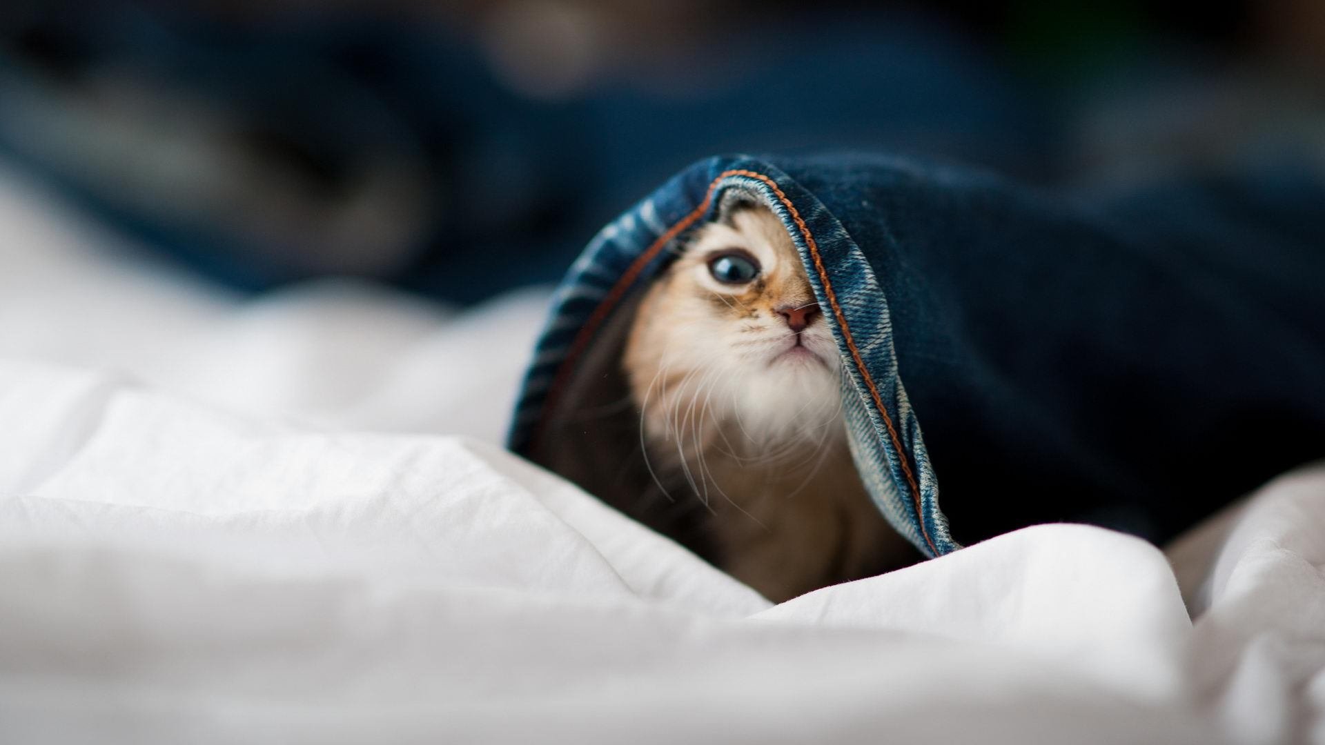 三色焰火，卡瓦哈尔、拉齐奥与摩纳哥，一张通往未来的车票