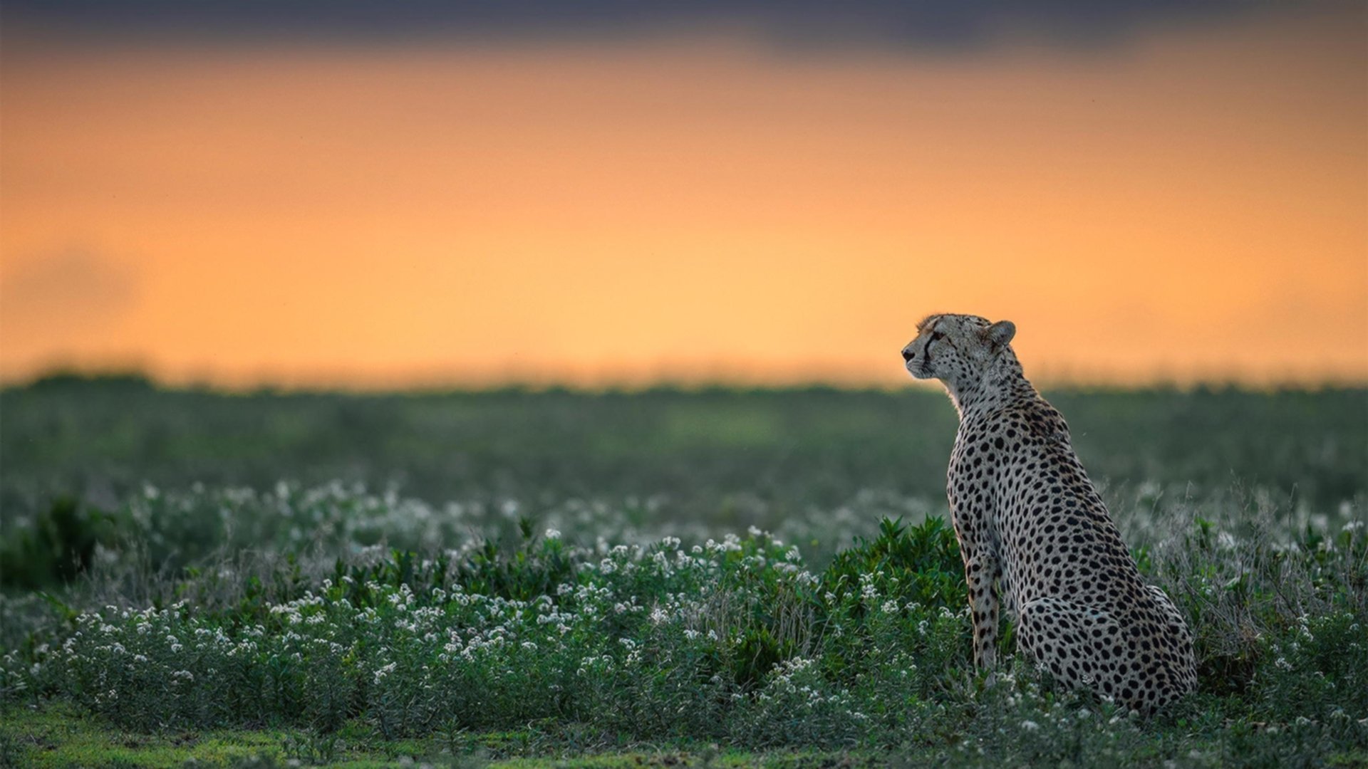 球场上的文明对决，波兰如何用战术铁幕横扫喀麦隆？